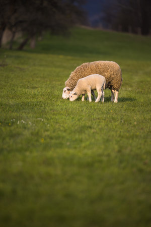 Grass-eating sheep on a lush meadow. sheep munching on grass in a meadow.の写真素材
