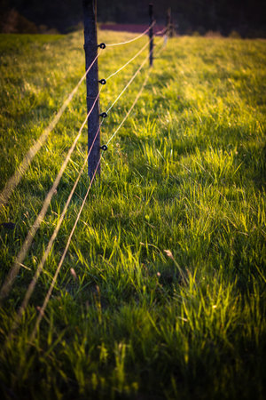 Electric fence around a pasture with animals grazing on fresh pasture grassの写真素材