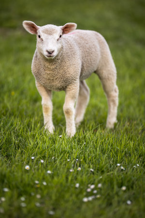Grass-eating sheep on a lush meadow. sheep munching on grass in a meadow.の写真素材
