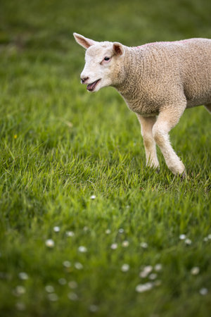Grass-eating sheep on a lush meadow. sheep munching on grass in a meadow.の写真素材
