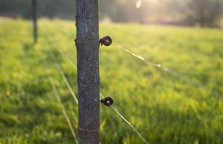 Electric fence around a pasture with animals grazing on fresh pasture grassの写真素材