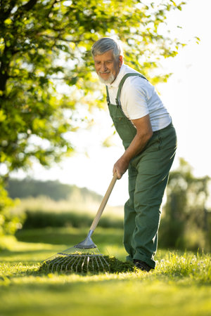 Senior gardener gardening in his permaculture garden - raking the lawn after mowing it