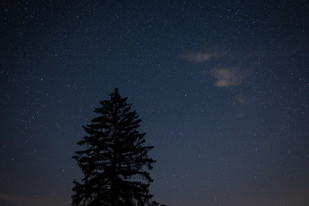 Bright Night Sky Stars Above Dark Black Crowns Of Pine Trees Woods Silhouettes. Natural Starry Sky Above Woods. Night Landscape With Dark Blue Dramatic Sky With Shining Starsの写真素材