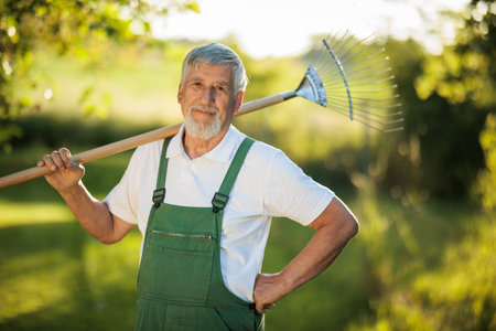 Senior gardener gardening in his permaculture garden - holding a grass rakeの写真素材