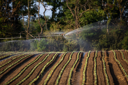 Sprinkler spraying water on the rows of vegetables in a fieldの写真素材