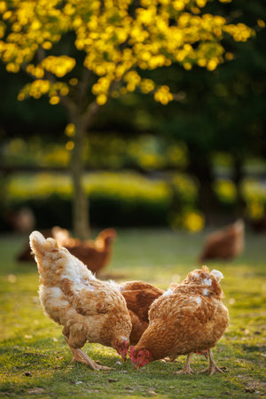 Hen in a farmyard (Gallus gallus domesticus)の写真素材