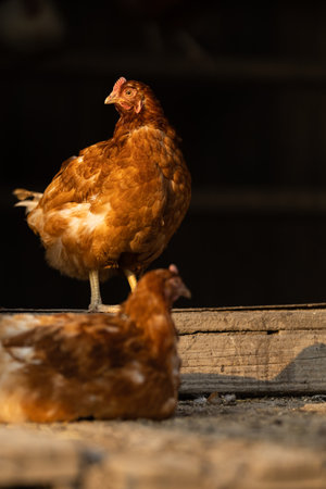 Hen in a farmyard (Gallus gallus domesticus)の写真素材