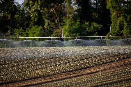Sprinkler spraying water on a vegetable fieldの写真素材