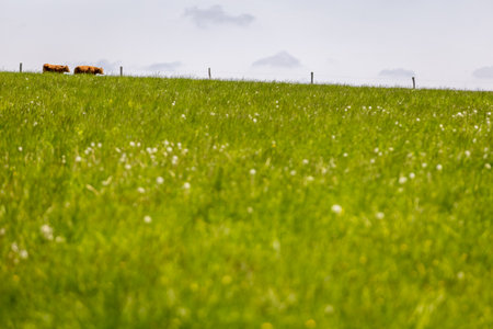 Cows on free grazing. Livestock farm. Cows walking on green grass field on a sunny summer day.の写真素材