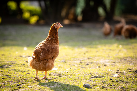Hen in a farmyard (Gallus gallus domesticus)の写真素材