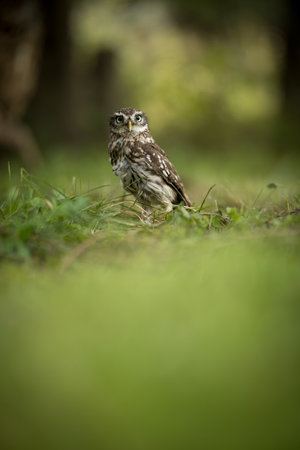Little owl (Athene noctua) lounging in the grassの写真素材