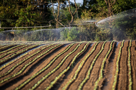 Sprinkler spraying water on a vegetable fieldの写真素材