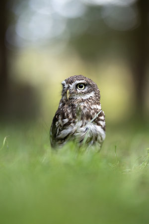 Little owl (Athene noctua) lounging in the grassの写真素材