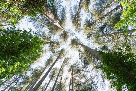 Forest of tall shrubs facing the sky. Centenary trees that grow over the years to become taller than skyscrapersの写真素材