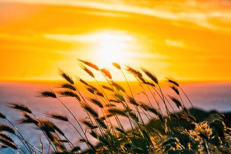 Ears of wheat blowing in the wind during sunset, in Sardinian Coastの写真素材