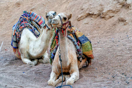 A pair of walking camels rest in the Egyptian Sahara desert before a long tourist excursion.の写真素材
