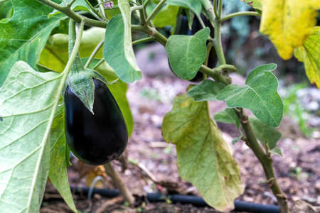 Black eggplants growing on the bush. Perfect image for vegan diet ingredients.の写真素材