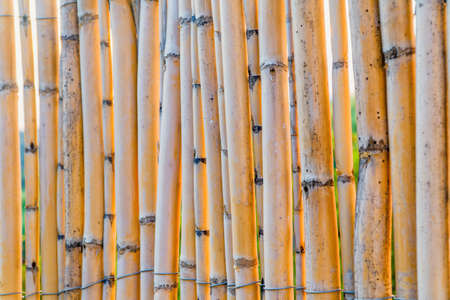 A wall of tied yellow reeds, photo suitable as a textureの写真素材