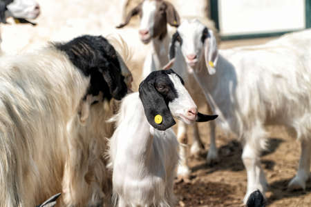 A small black and white goat with the rest of the group blurred in the background. Perfect photo for herding and agriculture.の写真素材