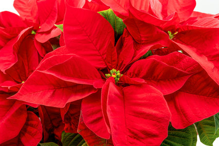 Close up view on a poinsettia plant. Ideal image for botany and holidays.の写真素材