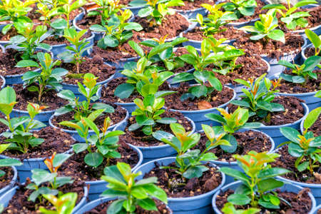 A group of blue pots with seedlings ready for planting. Perfect shot for botany, garden and growth.の写真素材