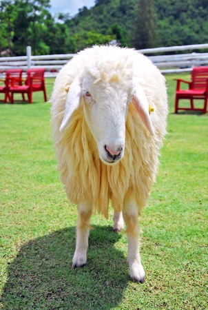 a lamb standing on green grass with red chairs in the backgroundの写真素材