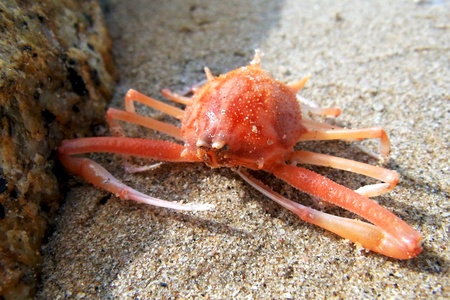 red crab on the beach                               の写真素材