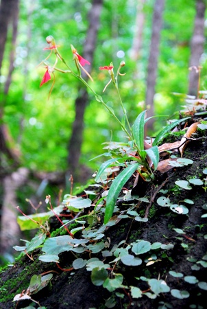 red little flowers with pointy branches stand on a small mould in tropical forestの写真素材