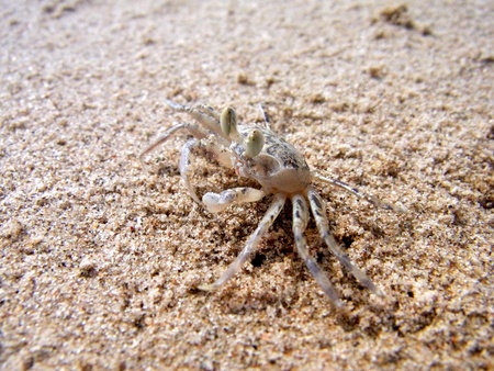 a tiny crab with large pop-up eyes standin on a beach in Thailand                            