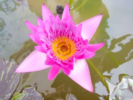 blooming pink lotuse with some shades of white and purple                                            の写真素材