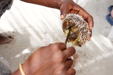 The fisherman cuts off a sea urchin view from aboveの写真素材