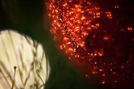 Lights and Christmas toys on the christmas tree with Blurred abstract dark background!の写真素材