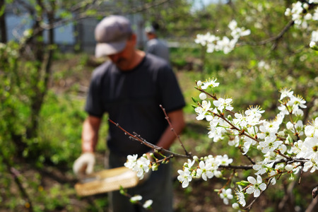 Blooming cherry sakura fruit tree with Farmer taking care of the garden on the backgroundの写真素材
