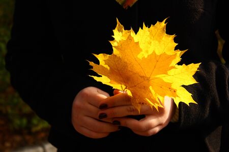 Autumn yellow leaves in girl hands on the black backgroundの写真素材