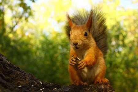 Cute squirrel is eating nut and sunflower seeds on the treeの写真素材