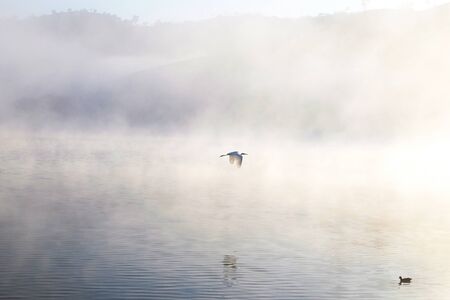 White Heron in flight during dawn at in above the morning lakeの写真素材