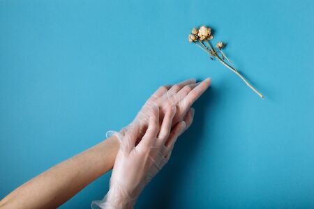 Woman's hand in a white medical gloves is reaching to the withered white Rose. Isolated in blue background.の写真素材