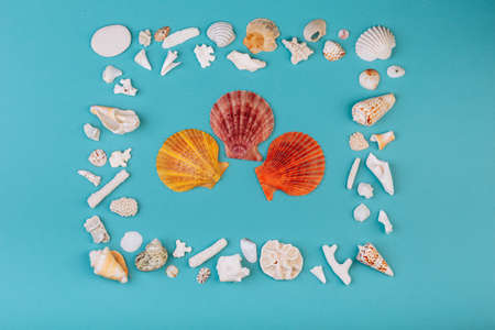 Seashells, corals, conches lying on the blue background, isolated with a caption for text. Vacation...