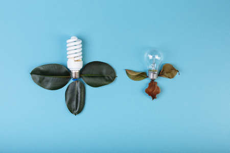 Fluorescent lamp VS incandescent lamp. Two lamps lying near to fresh and died lives of ficusの写真素材