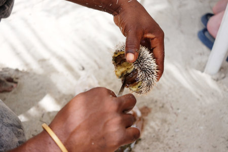 Local fisherman opens a wild sea urchin on a tropical beach in Dominican Republic. g.の写真素材
