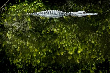 Wild Alligator in Water, Florida Everglades National Parkの写真素材