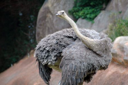 Curious Ostrich swivels neck to see behind itの写真素材