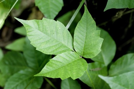 Close up detail of a Poison Ivy Plant.  Excellent high resolution image for accurate plant...