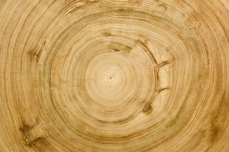 woodgrain texture of  a 700 year old cypress treeの写真素材