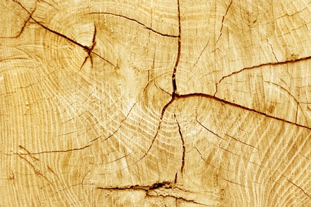 Cut log, woodgrain background texture の写真素材