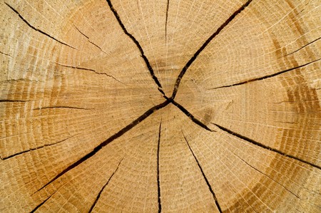 cut log, woodgrain tree ring background texture
