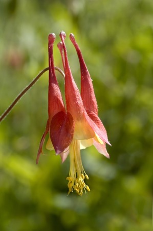 a Wild columbine flower - Aquilegia canadensisの写真素材