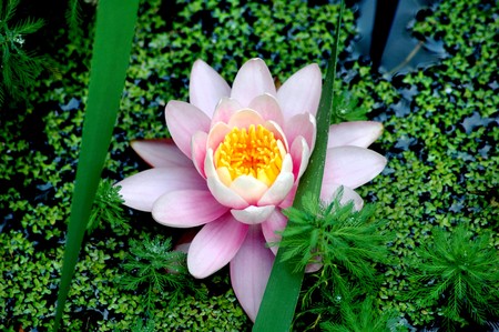 Beautiful flower of the water lilyの写真素材