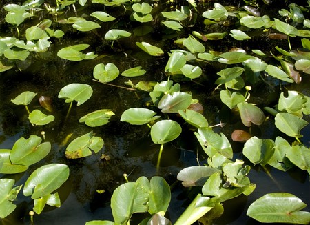 Water Hyacinth in Everglades National Parkの写真素材