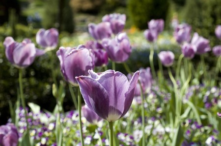 Tulip Fieldの写真素材